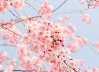 Cherry Blossom Discounts, Giveaways and More!