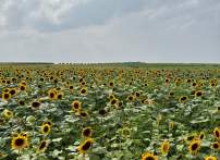 Sunshine, Sunflowers & Summer Memories at Burnside Farms