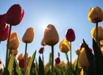 Spring Break in Prince William, Virginia: History, Nature, and Good Times Bloom