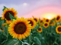 Burnside's Sunflower Festival is Back!