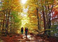 Peak Fall Foliage in Prince William, Virginia: Where to See the Best Colors