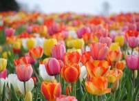 Experience Holland this Spring Only An Hour From D.C.