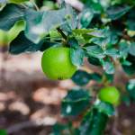Fall on the Farm: Your Guide to York County Agritourism This September & October