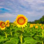 Where Summer Grows: York County Farms to Visit This June & July