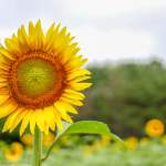 Discover the Sunflower Fields in York County, South Carolina