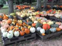 Patterson Place Farm Pumpkins