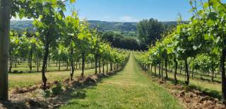 A view of the vineyard at Aldwick Estate in North Somerset, near Bristol - credit Aldwick Estate