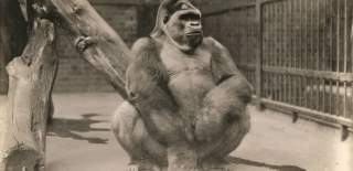 Alfred the Gorilla at Bristol Zoo Gardens