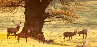 Deer roaming in the deer park at Ashton Court Estate near Bristol in the autumn, credit Paul Box