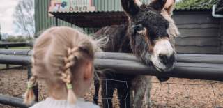 A young girl watching one of the donkeys at the Avon Valley Adventure & Wildlife Park near Bristol - credit Avon Valley Adventure & Wildlife Park