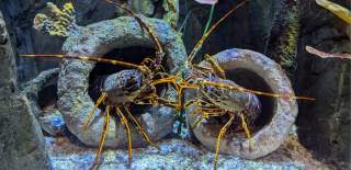 Two lobsters in a tank at Bristol Aquarium
