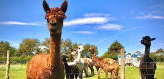Alpacas at Cadbury Alpacas