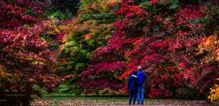 Couple admiring autumn trees at Westonbirt Arboretum - credit Johnny Hathaway