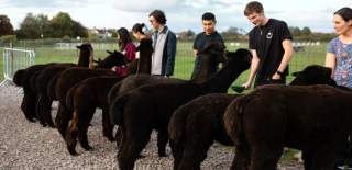Group feeding alpacas at Wolfridge Alpaca Farm in Alveston, South Gloucestershire - credit Wolfridge Alpaca Farm