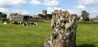 Stanton Drew Stone Circle with cows in background