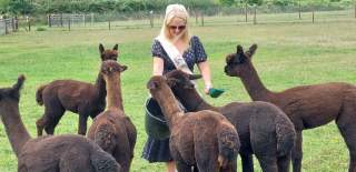 Hen party at Wolfridge Alpaca Farm in Alveston, South Gloucestershire - credit Wolfridge Alpaca Farm