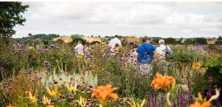 People walking among flowers in Yeo Valley Organic garden, North Somerset - credit Yeo Valley