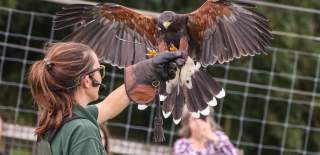 Bird of prey display at Noah's Ark Zoo Farm near Bristol - credit Noah's Ark Zoo Farm