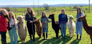 People standing with alpacas at Cadbury Alpacas