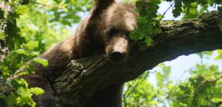 A brown bear at Bristol Zoo Project - credit Bristol Zoo Project