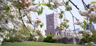 Spring blossom at Castle Park in central Bristol - credit Paul Box