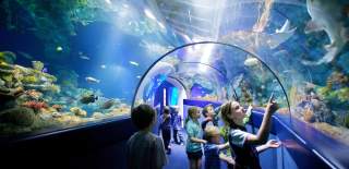 A group of children looking into a tank while walking through the tunnel at Bristol Aquarium - credit Bristol Aquarium