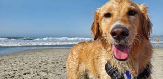 A wet dog on a beach - credit Greg Jenkins