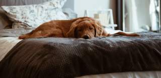 A red dog led on a grey blanket on the bed - Credit Conner Baker