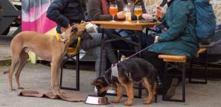 Dogs sat next to table at the Wiper & True Taproom in East Bristol