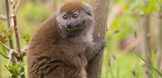 Gentle Lemur at Bristol Zoo Project - credit Bristol Zoo Project