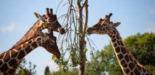 Giraffes at Bristol Zoo Project - credit Bristol Zoo Project