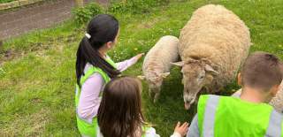 Kids looking at sheep at Windmill Hill City Farm