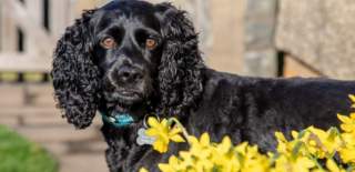 A dog in a garden - credit Charlotte Harris