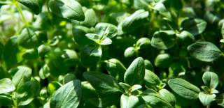 Stock Image Sustainability Green Shoots