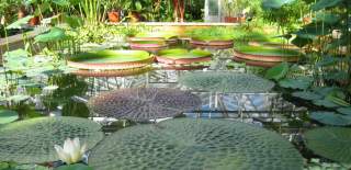 The tropical pool at the University of Bristol Botanic Garden, credit University of Bristol Botanic Garden