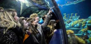A group of women looking into a tank while walking through the tunnel at Bristol Aquarium - credit Bristol Aquarium