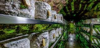 Cheddar in cave at Wookey Hole mill - credit Wookey Hole