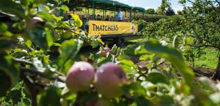 Tour group travelling aroundcider orchard at Myrtle Farm, near Bristol - credit Thatchers Cider