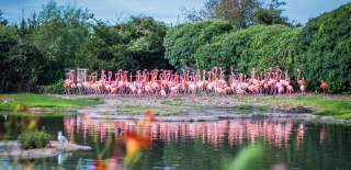 Flamingos at WWT Slimbridge near Bristol - credit Amy Alsop
