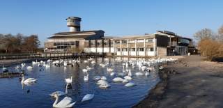 Swans at WWT Slimbridge near Bristol - credit WWT Slimbridge Wetland Centre