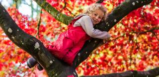A young girl lying on one of the branches of a tree in the grounds of Westonbirt Arboretum near Bristol in the autumn - credit Johnny Hathaway