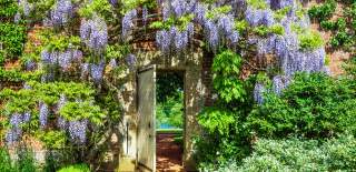 Wisteria growing in the garden at Bowood House, credit Anna Stone