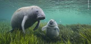 Manatees Wildlife Photographer of the Year image