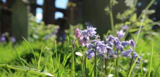 Bluebells in front of St Botolph's Priory