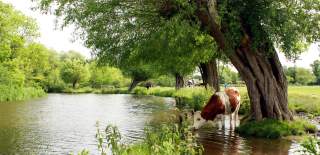 A brow and white cow drinks water from a scenic river