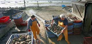Two men in bright yellow waders stand on a muddy shoreline unloading crates of Oysters into an old wooden shed.