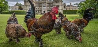 Close up of chickens in front of Rousham House