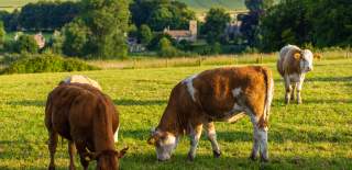 Cows grazing in a field with a village church in the distance