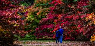 Westonbirt - The National Arboretum trees in the autumn, a couple look on to the trees with red and orange leaves