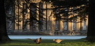 Two phesants roam the mist covered grounds infront of Blenheim Palace